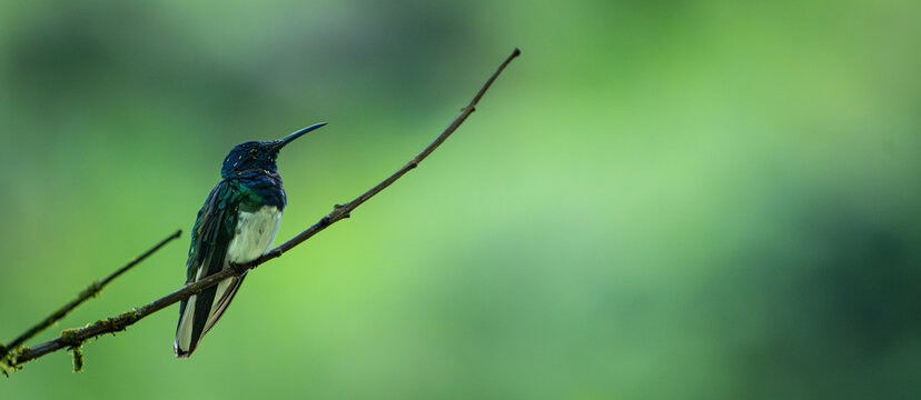 A small iridescent hummingbird rests on a twig