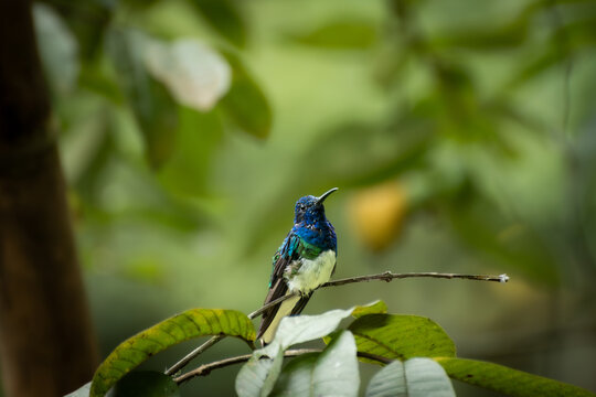 Colorful jacobin hummingbird perching on a branch