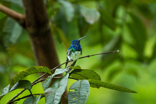 Vibrant blue hummingbird rests on a jungle branch