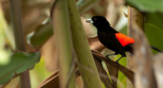 Scarlet Rumped Tanager perched on a jungle plant