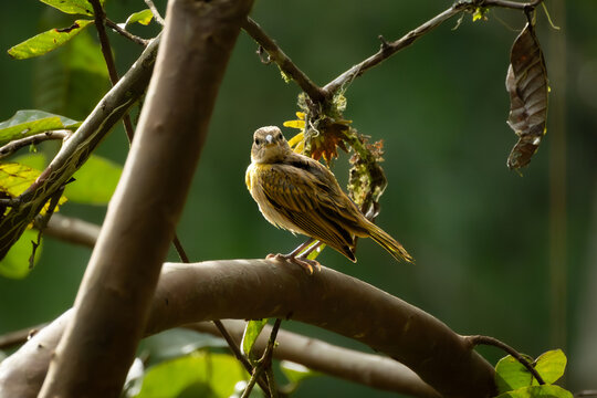 Saffron finch bird perched on a tree branch looking at camera