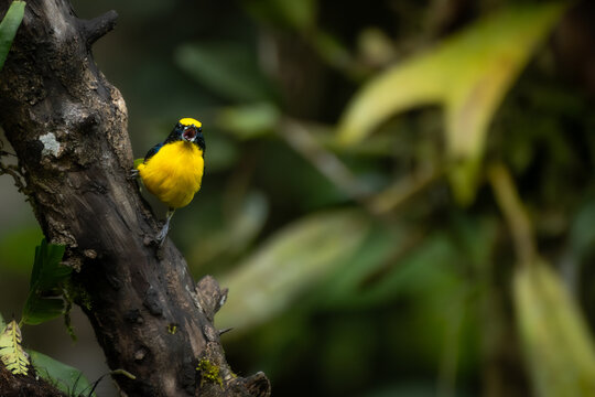 Tiny yellow songbird singing on a forest branch