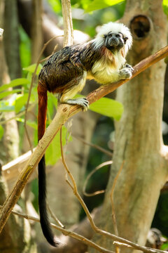 A cotton top tamarin monkey on a tree branch