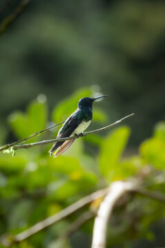 White necked jacobin hummingbird resting on a thin branch