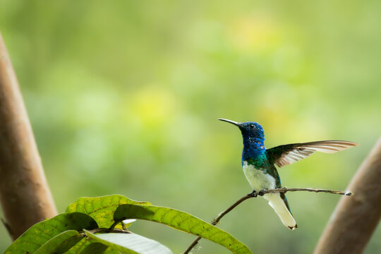White necked jacobin hummingbird perches on a branch