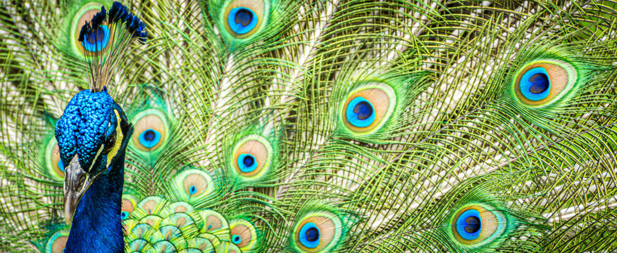 Vibrant blue peacock showing its colorful train