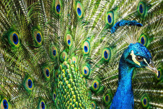 Majestic blue peacock displaying its beautiful plumage