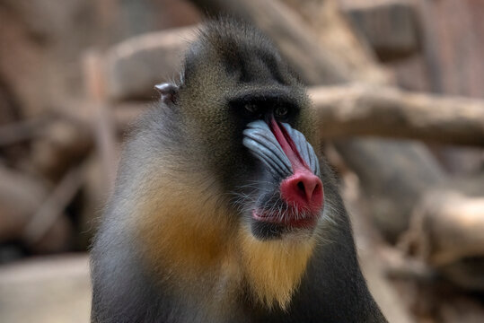 Pensive male mandrill with a colorful face