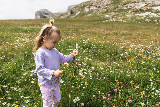 Little girl picking wildflowers in a mountain meadow