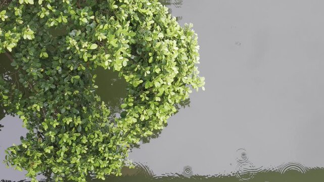 green tree background