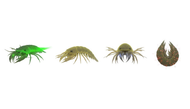 Set of Various Deep Sea Crustacean Marine Creatures