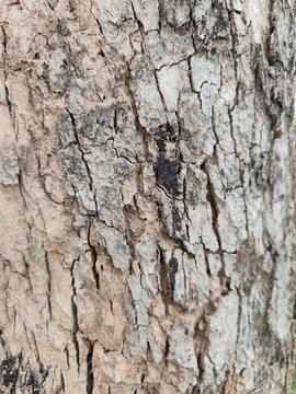 Close-up of rough, weathered tree bark featuring natural cracks, peeling layers, and an earthy organic texture.