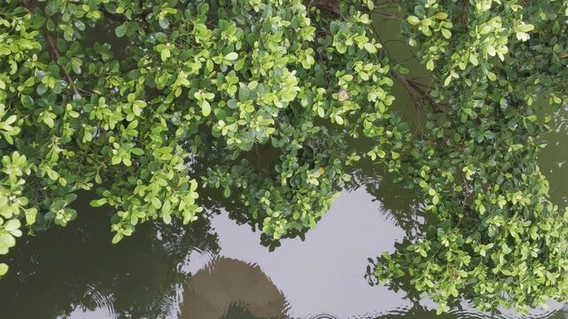 green moss background