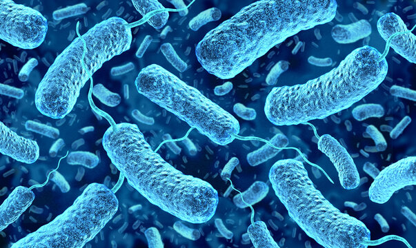 Vibrio vulnificus Infections outbreak as a dangerous life threatening bacterium found in warm coastal waters and raw or undercooked shellfish causing severe wound infections and bloodstream infections