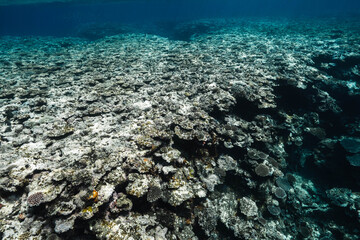 Beautiful Underwater Landscape with Coral Reef and Blue Ocean © Satoshi