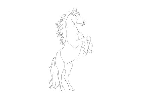 horse vector illustration