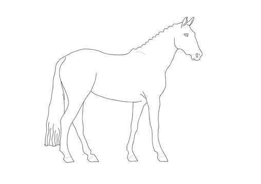 vector illustration of a horse