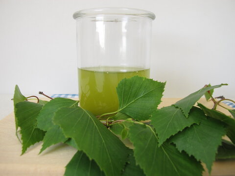 A glass of freshly squeezed birch leaf juice