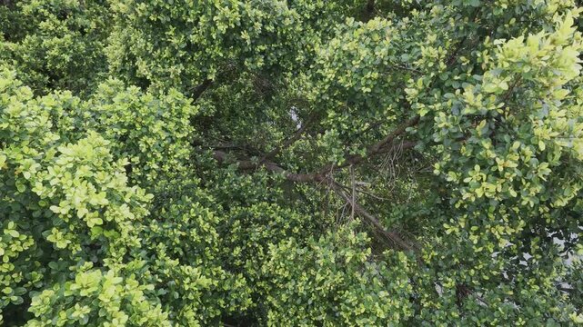 green moss background