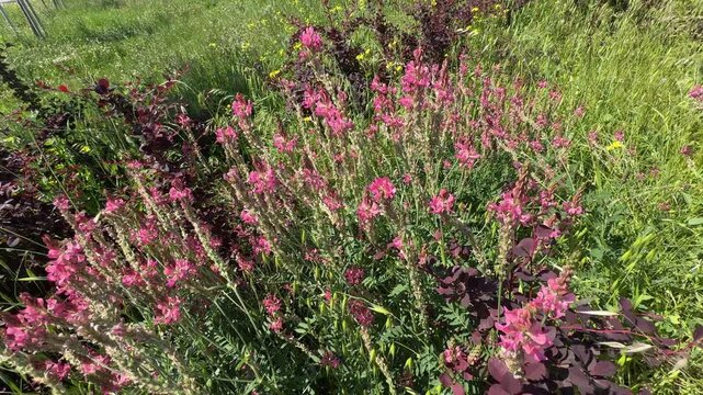 Close-up view of bright pink sainfoin flowers (Onobrychis viciifolia) blooming upright in a sunlit meadow with blue sky. Beautiful agricultural forage crop surrounded by wild grasses and dark leaves.
