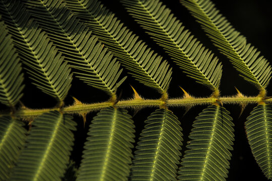 Macro shot of sensitive plant mimosa pudica leaf with sharp thorns on dark background