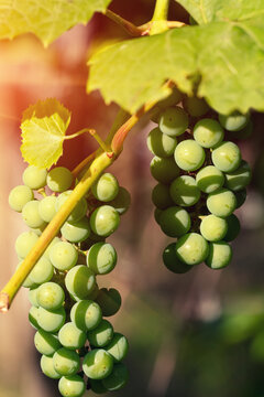 Bunches of green unripe grapes on the vine