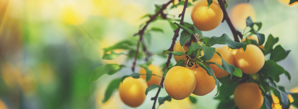 Branch of ripe yellow plum in orchard