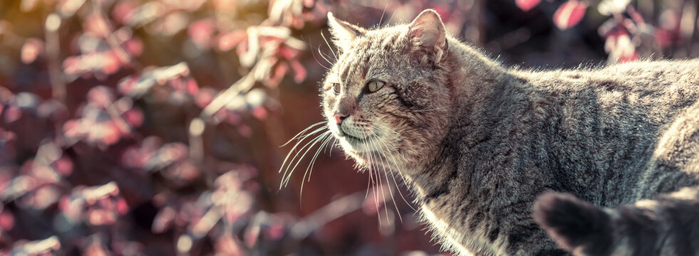 Portrait of a cat outdoors in spring. The cat sitting in the orchard near blossom tree on a sunny day