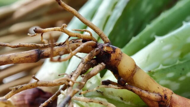  Fresh Juicy Aloe Vera root