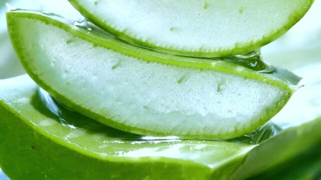  Fresh Juicy Aloe Vera Leaf