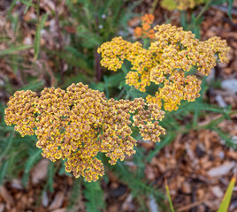 Yellow yarrow flowers, Achillea, blooming in a garden. Traditional medicinal herb used for herbal tea, natural remedies, wellness, skincare and botanical products. © Marek