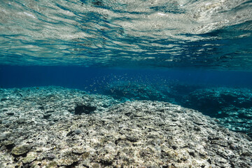 Clear Blue Tropical Ocean with Coral Reef and Fish School © Satoshi