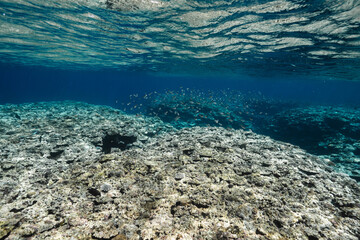 Tropical Coral Reef with School of Fish Beneath the Ocean Surface © Satoshi