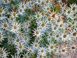 Fototapeta premium Blue sea holly Eryngium with spiky silver-blue flower heads in a garden. Drought-tolerant ornamental perennial ideal for landscaping, pollinator gardens, floristry and botanical designs.
