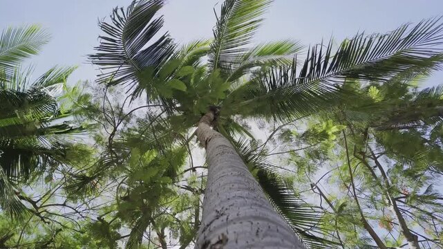 coconut palm tree