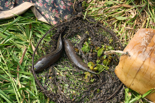 Fresh snakehead fish caught in traditional fishing net trap in swamp