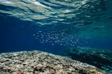 Underwater Tropical Reef Scene with Fish School and Shimmering Water Surface © Satoshi