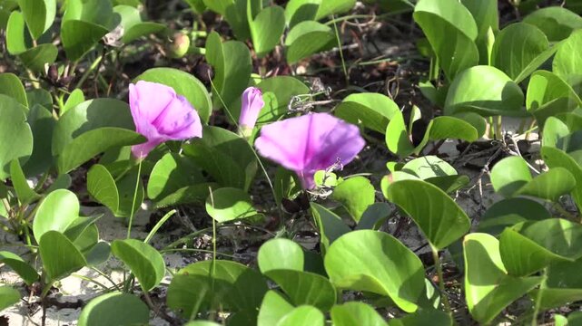 鹿児島県、与論島 ハマヒルガオ(2019年11月撮影)