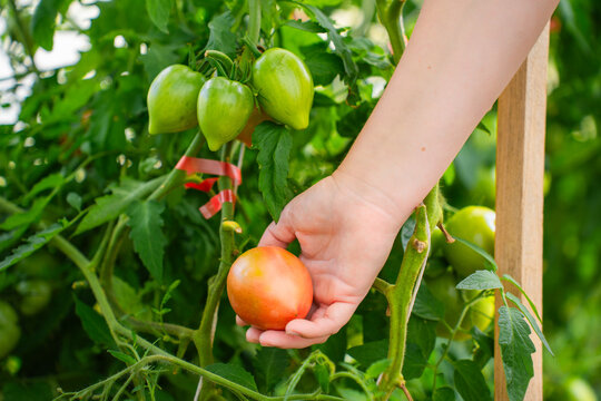 A woman's hand picks a ripe tomato from the bush from the garden