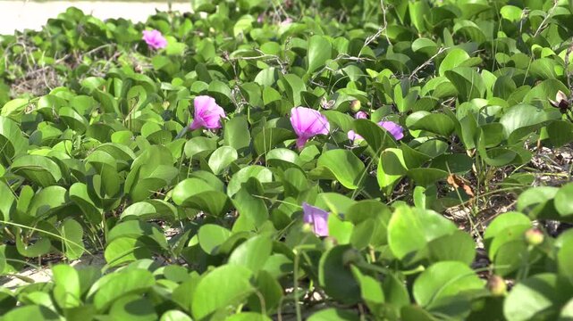 鹿児島県、与論島 ハマヒルガオ(2019年11月撮影)