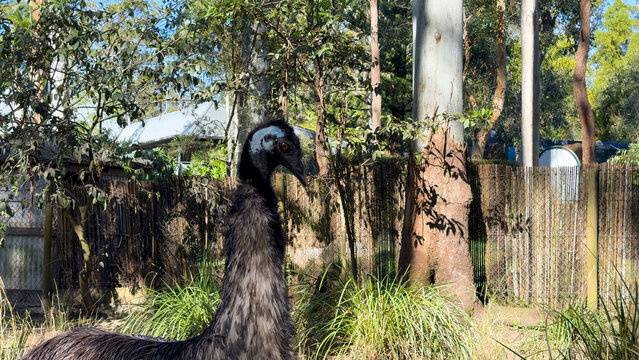 Close-up Portrait of an Emu Standing in Australian Bushland