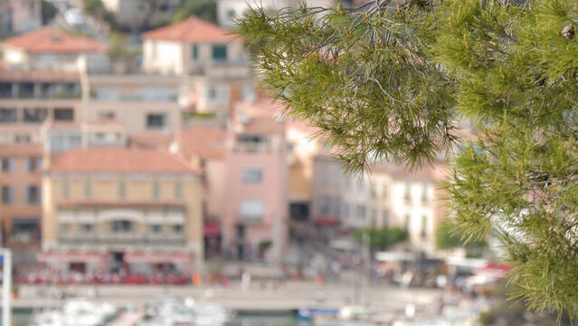 Mediterranean Village Harbor Framed by Green Pine Tree Branch in Cassis