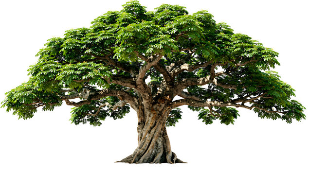 Majestic old banyan tree cutout with fluted trunk buttress roots and wide spreading canopy on transparent PNG