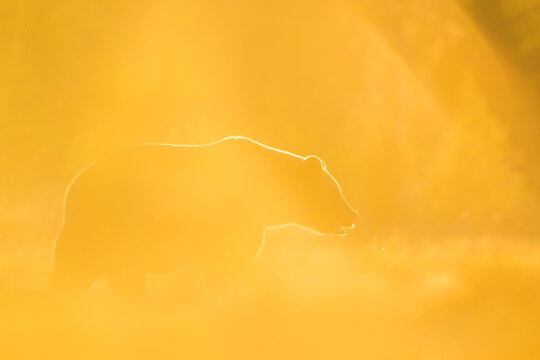 Majestic Bear Silhouette in Golden Backlight at Sunset