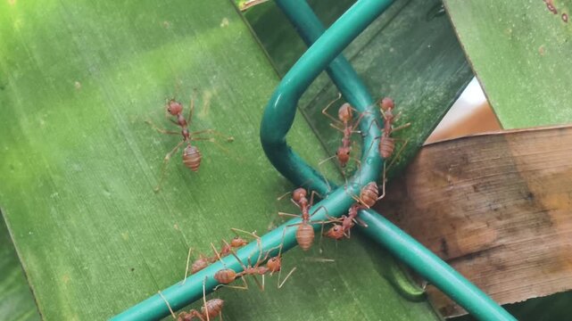 Close-up footage of red ants moving together along a green rope surrounded by tropical foliage, showing insect behavior, cooperation, and teamwork in a natural environment.