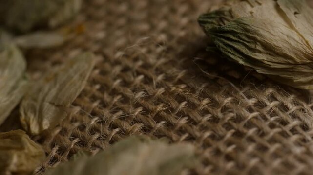 Dried hop flowers on rustic burlap sack texture