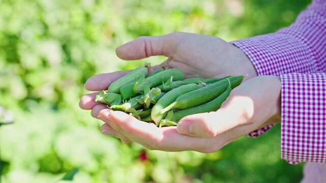 Close Up Of Fresh Green Pea Pods In Woman Farmer Hands. Organic Harvest, Fresh Produce, Home Gardening And Seasonal Vegetable Footage.