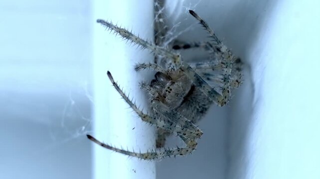 Extreme Macro of Barn Orb Weaver Spider Hiding in Corner