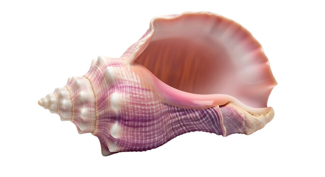 A pink and purple queen conch shell with textured ridges sits on transparent background spiral marine ocean seashell gastropod