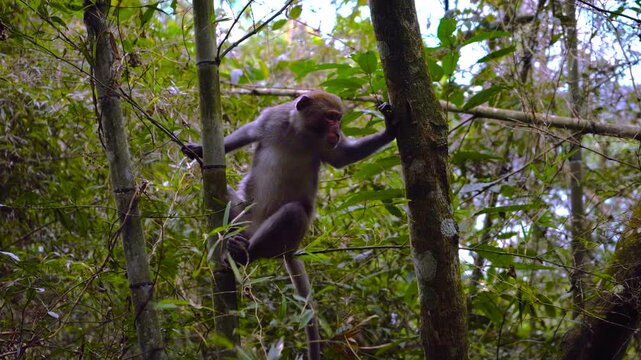 Long-tail Macaque Monkey on Tree - South East Asian Animal - Taiwan Wild Forest - 03 - MS 4K UHD